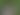 Bull Terrier In Grass